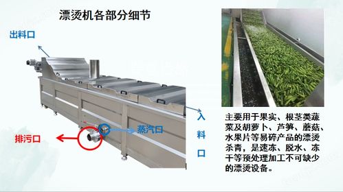 土豆片漂烫机 即食竹笋加工设备